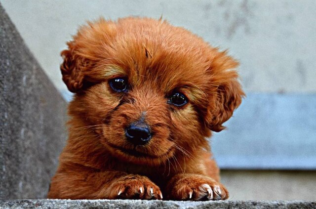 Pixabay Conselho Federal de Medicina Veterinária recomenda que cães devam ficar na companhia de humanos ou outros cachorros durante viagem de turores.