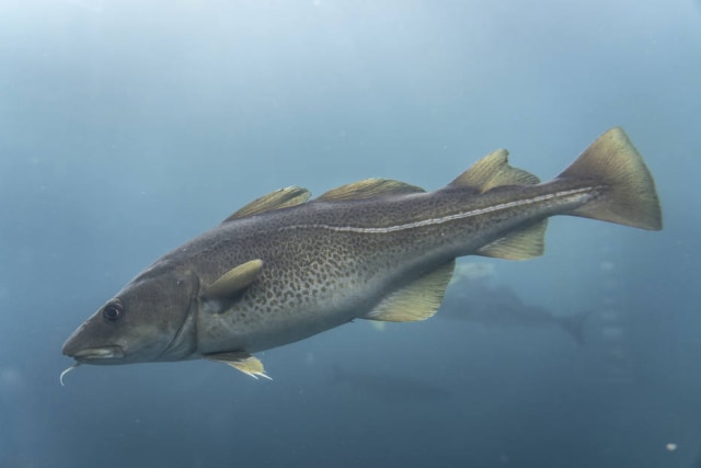 Eis um bacalhau vivo, no aquário de Ålesund, na Noruega. O peixe da espécie 'Gadus morhua' é o bacalhau "real oficial".