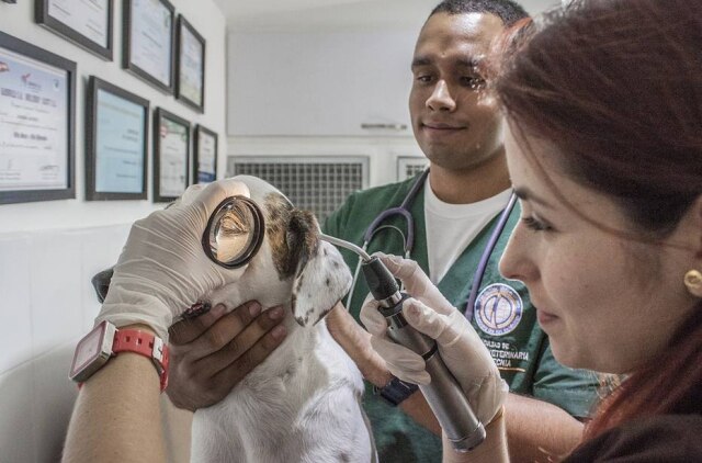 Pixabay Veterinários atendem cachorros, gatos e outros pets em clínicas de São Paulo.