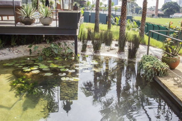 Com projeto de Alexandre Furcolin, piscina natural reproduz lago, incluindo vegetação submersa e areia no fundo