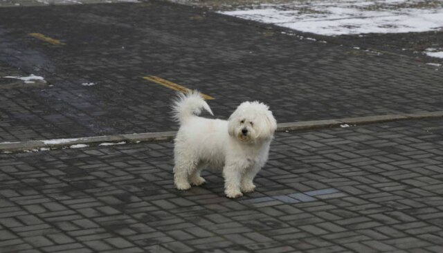 Wu Hong / EFE / EPA Um cachorro sem dono em uma rua de Pequim, na China