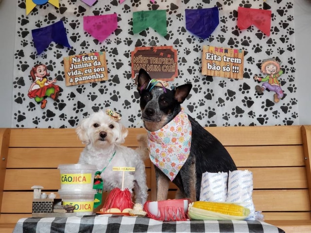 Divulgação/ DogHero Quem disse que não dá para fazer uma festa junina com seu cãozinho?