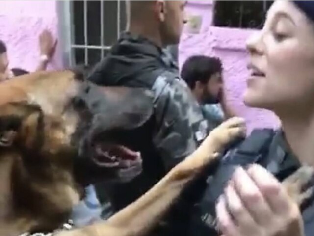 Instagram/@paollaoliveirareal Iron, cachorro de Jeiza, interpretada pela atriz Paolla Oliveira, em 'A Força do Querer'