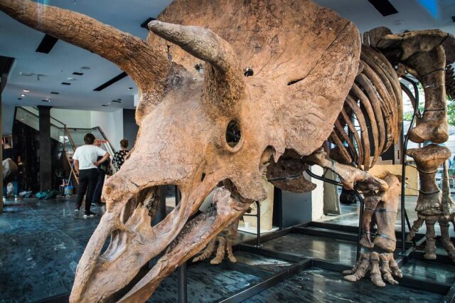 EFE/EPA/CHRISTOPHE PETIT TESSON O esqueleto de um triceratopes, um dinossauro com mais de 66 milhões de anos, apelidado de 'Big John', será leiloado na Drouot Auction House, estima-se que o seu valor seja de 1,5 milhões de euros.