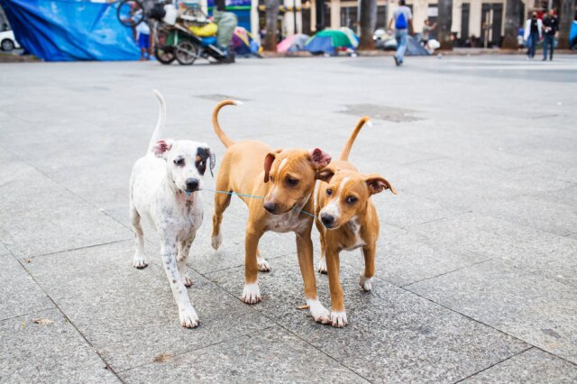 Tiago Queiroz/ Estadão Para se proteger do frio, os pets de rua precisam de uma uma casinha para se abrigar do frio e do vento.