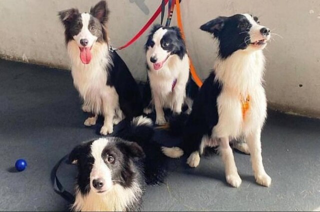 Instagram/@cachorrodromo Cachorródromo promove o evento 'Invasão dos SRD'
