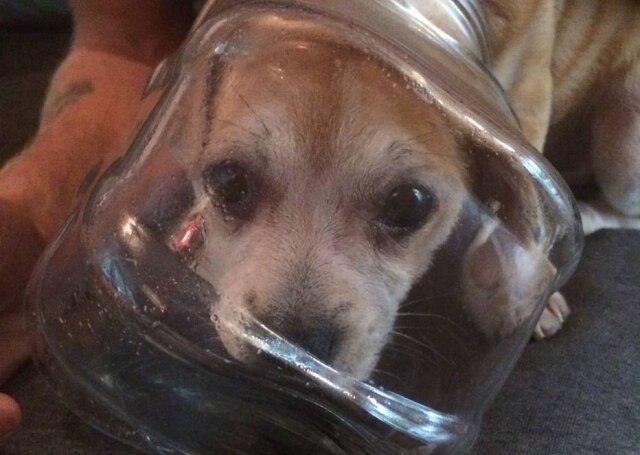 Hampshire Fire and Rescue Service / Divulgação Cachorrinho ficou com a cabeça presa em um pote na Inglaterra