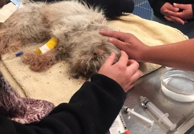 Facebook / Kaylee Belanger Já idoso, o cachorro foi abatido com hipotermia, desnutrição, anemia e pulgas devido aos maus-tratos.