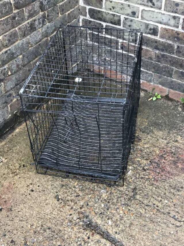 Instagram/@rspca Jaula em que os filhotinhos foram encontrados.