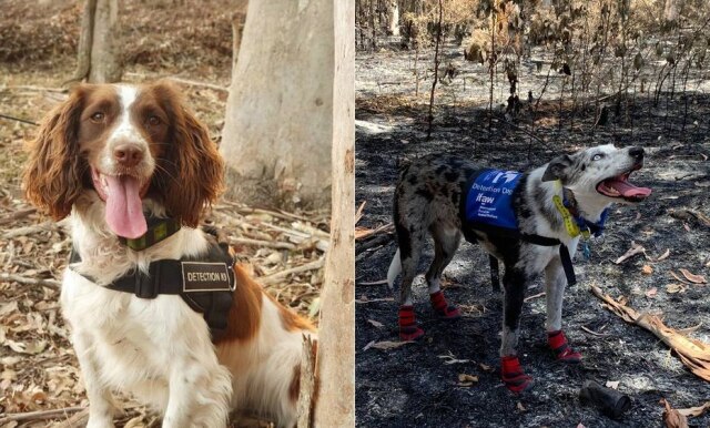Facebook / @tateanimals I Facebook / @ifaw Cachorros como Taylor (esquerda) e Bear ajudam na busca por coalas sobreviventes de incêndios florestais
