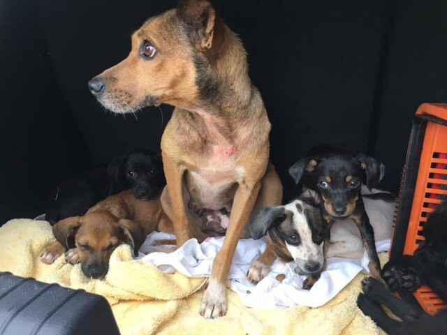 Divulgação/Secom Nove cães foram resgatados em Presidente Prudente, no interior de São Paulo.