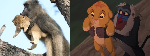 Facebook / @kurtsafari I Disney / Reprodução Momento em que babuíno salva filhote de leão gerou comparações com cena inicial de 'Rei Leão'