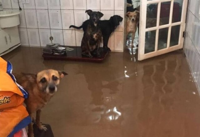 Facebook/ONG Amor em Patas Unidade da ONG Amor em Patas, em Carapicuíba, é danificada pela força das tempestades que atingiram São Paulo.