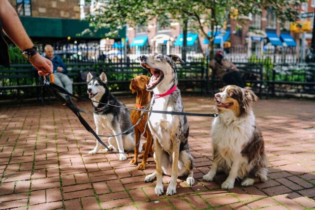 Matt Nelson/Unsplash Cães serão aceitos nos museus de Bolonha na Itália.