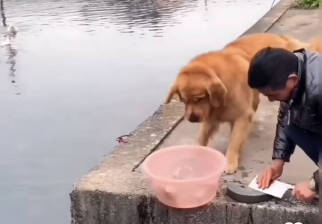 Instagram/@beautiful_pix4 Cão derruba bacia com peixes e impede homem de resgatar animais de rio