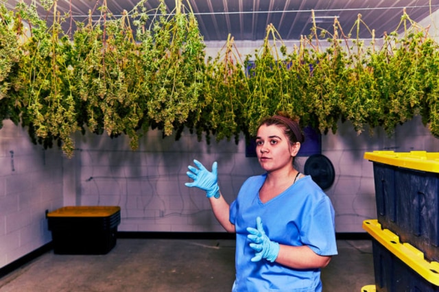 JR Delia/ The New York Times Na plantação Vireo Health of New York, em Johnstown, Nova York, Emily Errico, técnica de cultivação, explica o processo de secagem da droga
