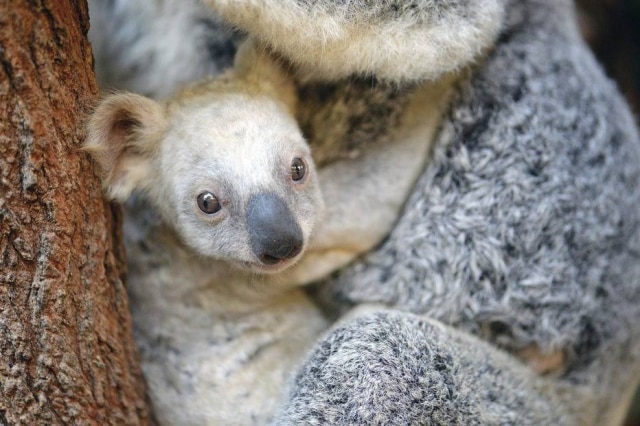EFE/Ben Beaden/Zoológico da Austrália Internautas podem sugerir nomes para a coala nascida em zoológico da Austrália.