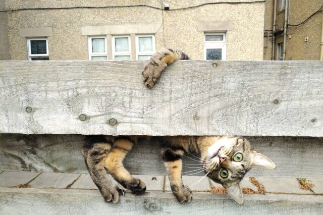 Mars Petcare Comedy Pet Photo Awards 2020 / Malgorzata Russell O pequeno Basil foi o vencedor na categoria de foto de gato mais engraçada de 2020