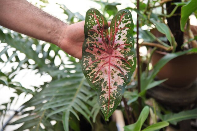 Brendo dos Reis Aglaonema Pink Legacy, de folhas não verdes, pode se desenvolver bem no meio urbano, mas sob condições adequadas