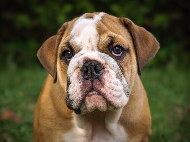 Pixabay Com nariz achatado, bulldog inglês tem tendência a problemas respiratórios.