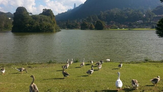 Fábio Britto/Estadão Ganso e pato já estão na Granja Comary