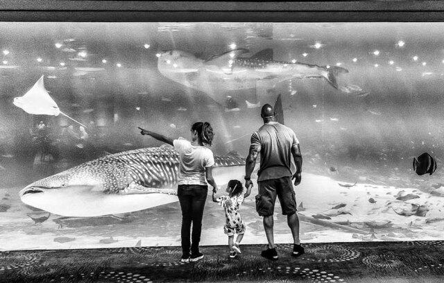 Instagram / @therock The Rock com a família em visita ao Aquário de Geórgia, nos Estados Unidos.
