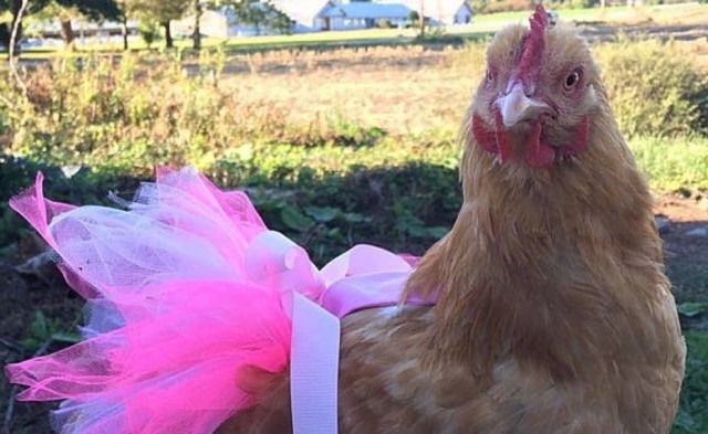 Instagram / pamperedpoultry Galinhas de Julie vestem roupas coloridas.