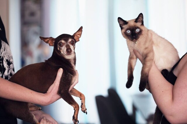 Sharon McCutcheon/Pexels Doença renal crônica afeta entre 0,5% a 1% dos cachorros e de 1% a 3% dos gatos.