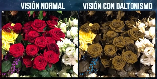 Reprodução do programa 'El Hormiguero' / Antena 3/YouTube Algumas pessoas com daltonismo têm dificuldade de enxergar as cores verde e vermelha; poucas veem apenas em tons de branco, preto e cinza.