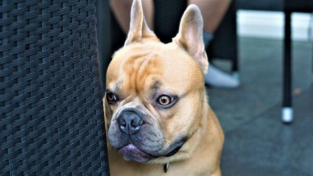 Pixabay/ Mylene2401 Réveillon terá programação especial e relaxante para pets na National Geographic