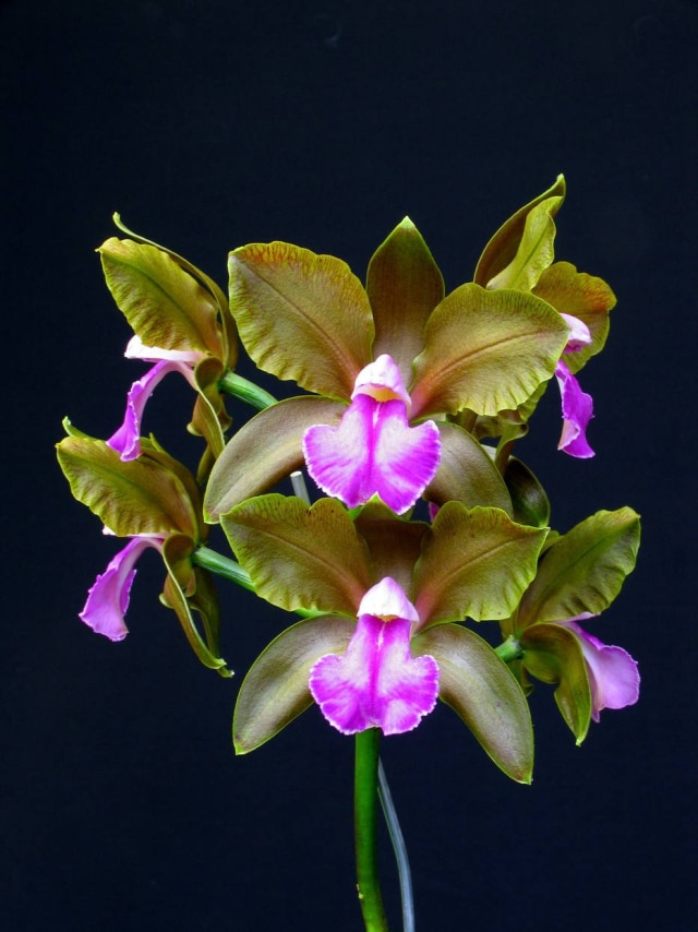 Divulgação Flores da espécie Cattleya, como a da variedade bicolor 'Alto da Serra', estarão na 94ª Exposição de Orquídeas da Associação Orquidófila de São Paulo (Aosp), de sexta-feira (18/3) a domingo (20/3), no bairro da Liberdade