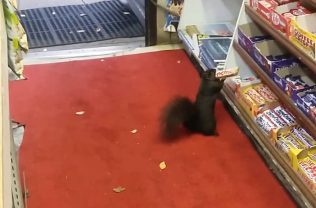 Reprodução/Youtube StopThatSquirrel DropThatBar O momento do roubo de uma barra de Crunchie foi registrado pelas câmeras de segurança