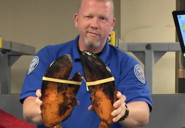 Transportation Security Administration via AP O agente do aeroporto ficou surpreso com o tamanho do animal, que é o maior que ele já viu.