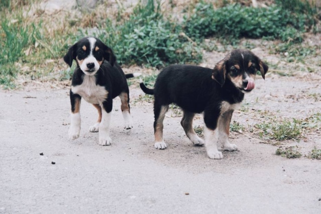 Unsplash/@turkkanirem Cães encontrados pelas ruas podem estar perdidos de seus donos.