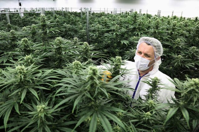 Dave Chan para The New York Times Nos Estados Unidos, o uso recreacional da maconha reduziu o número de mortes de pessoas que faziam uso de opiáceos.