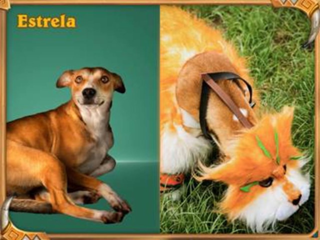 Lidiane Helena Correia Lucena Adotar um animalzinho como Estrela seria maravilhoso.