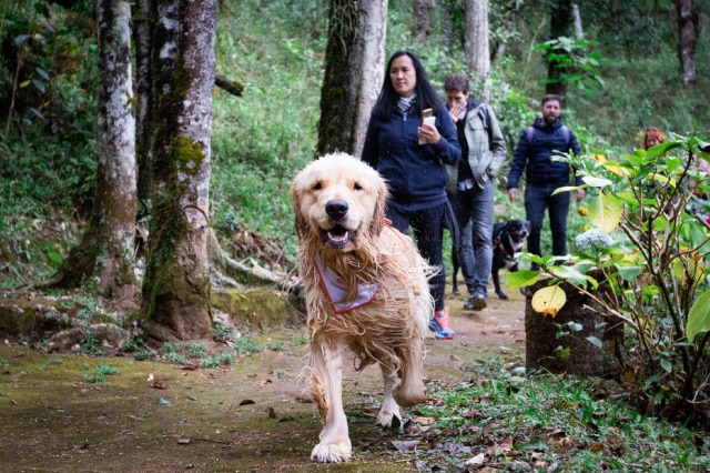 Rodrigo Agnelli/ Comportpet No dog day use, os cachorros podem usar a piscina, fazer trilha com lago e cachoeira e têm acesso ao restaurante e deck