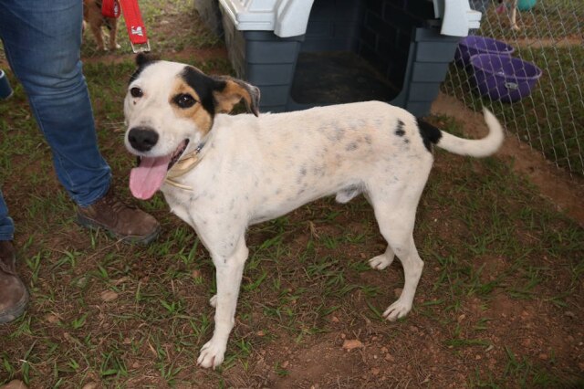 Divulgação/ Vale Cães e gatos, que por algum motivo não encontraram seus donos, serão colocados para adoção em Brumadinho.