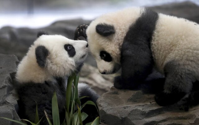 Michael Sohn / AP Filhotes de panda no zoológico de Berlim.