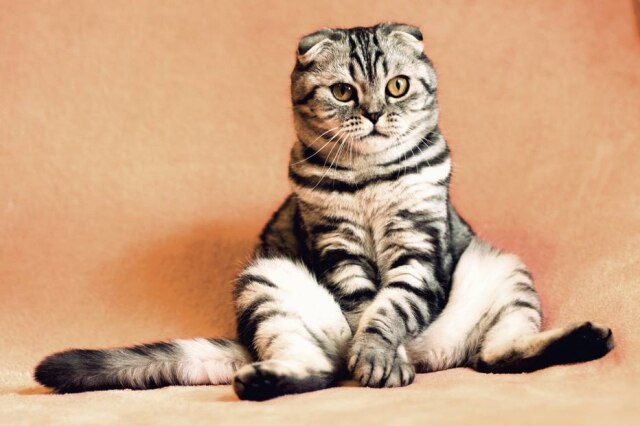 Kirgiz03/Pixabay Pets que ultrapassam 20% do peso ideal exigem cuidados especiais.
