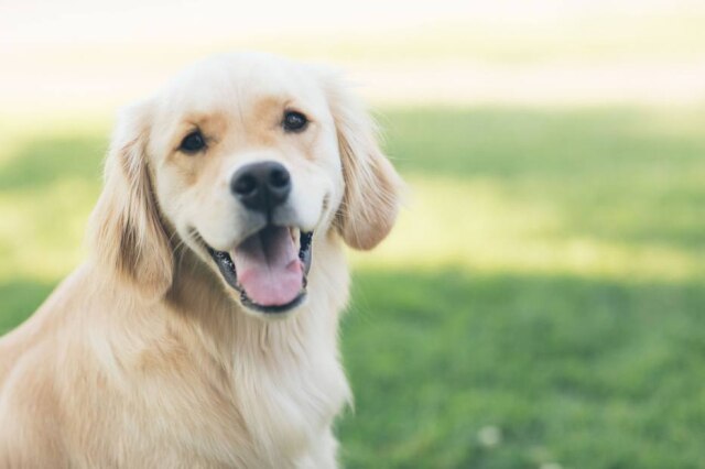 John Prince / Unsplash Caminhadas e outros exercícios são importantes para manter a sensação de rotina para o cão-guia