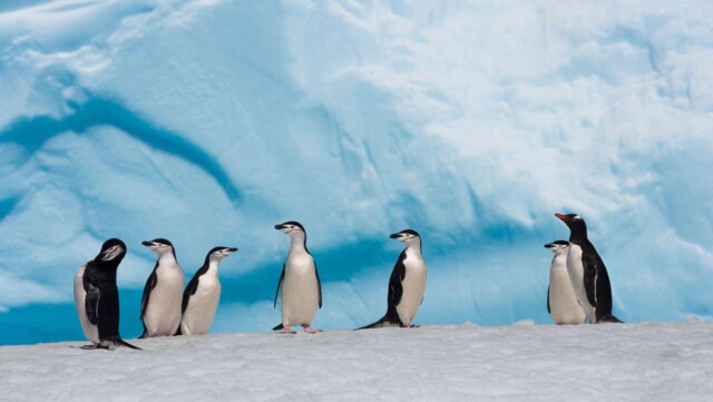 John B.Weller/AFP Dia Mundial do Pinguim foi criado para chamar atenção para as mudanças climáticas.