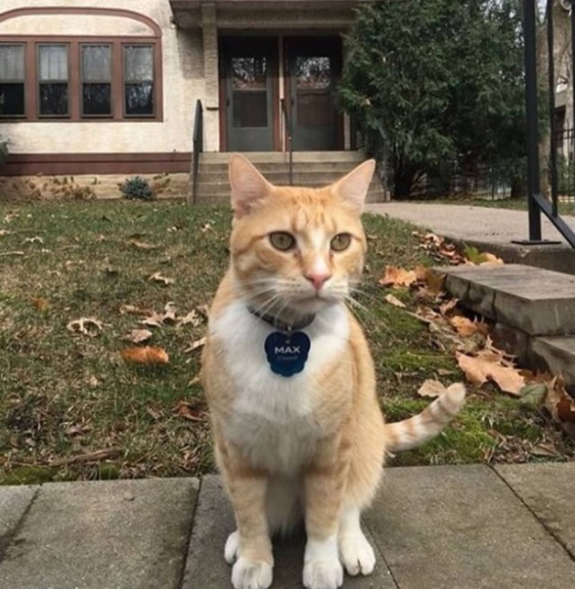 instagram.com/cool_cat_max_and_gracie O gato Max foi proibido de entrar na biblioteca Malacaster, no Estado de Minessota. No entanto, seu direito de ir e vir está sendo defendido por usuários do local.