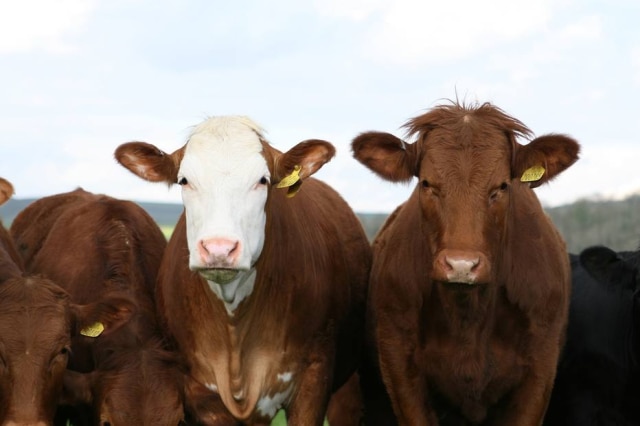 Pixabay/Meditations Um rebanho de vacas perseguiu uma fugitiva da polícia e ajudou os oficiais a prenderem a suspeita