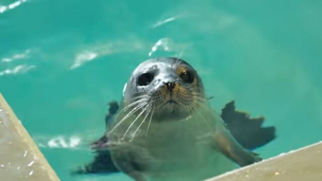 Youtube/ Acquario di Genova O filhote nasceu de 'parto normal' no dia 13 de agosto