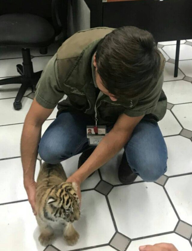 PROFEPA/via REUTERS Tigrinho resgatado após ser enviado pelo correio no México.