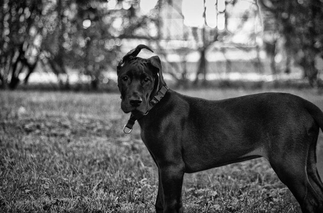 Pixabay/@borkertd Cãozinho foi o primeiro a perceber as chamas na casa (imagem ilustrativa)