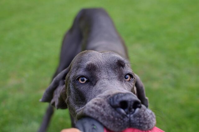 Pixabay Os cachorros são mais fofos por volta da oitava semana de vida, segundo pesquisa.