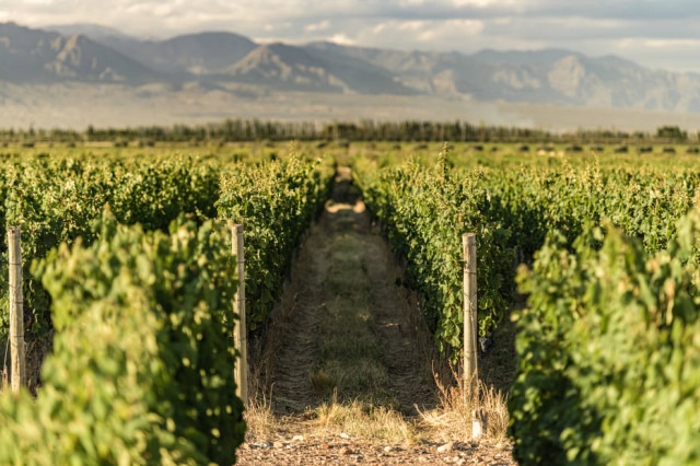 Cadus Wine Vinhedos da Cadus, em Mendoza.