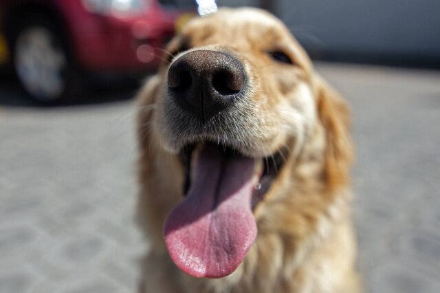 Vega Rhor / AFP Outro senso comum é de que os Goldens Retriever são extremamente amigáveis, no entato, a raça não define o quão afetuoso o cão pode ser.